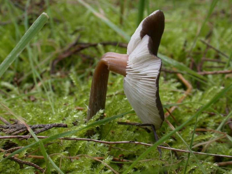 Escursione in cipresseta